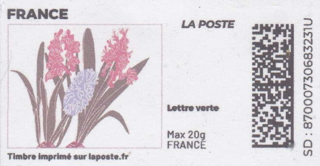 Spring. Pink and Blue Hyacinths. Redesign without logo