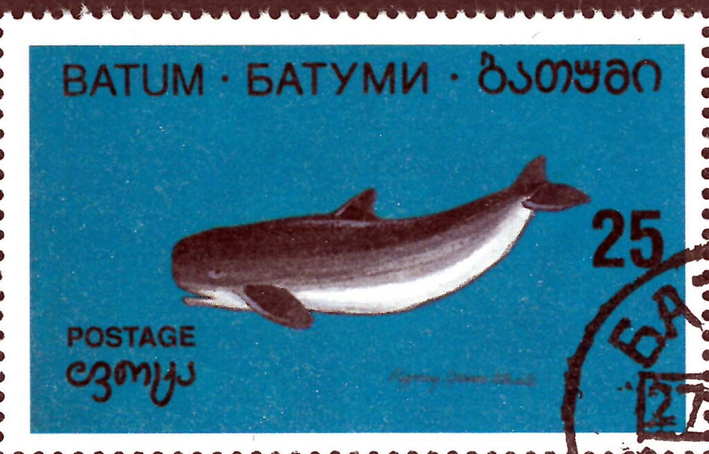 Marine mammal