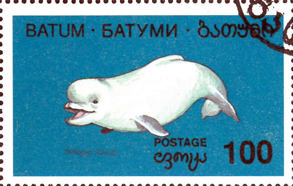 Marine mammal