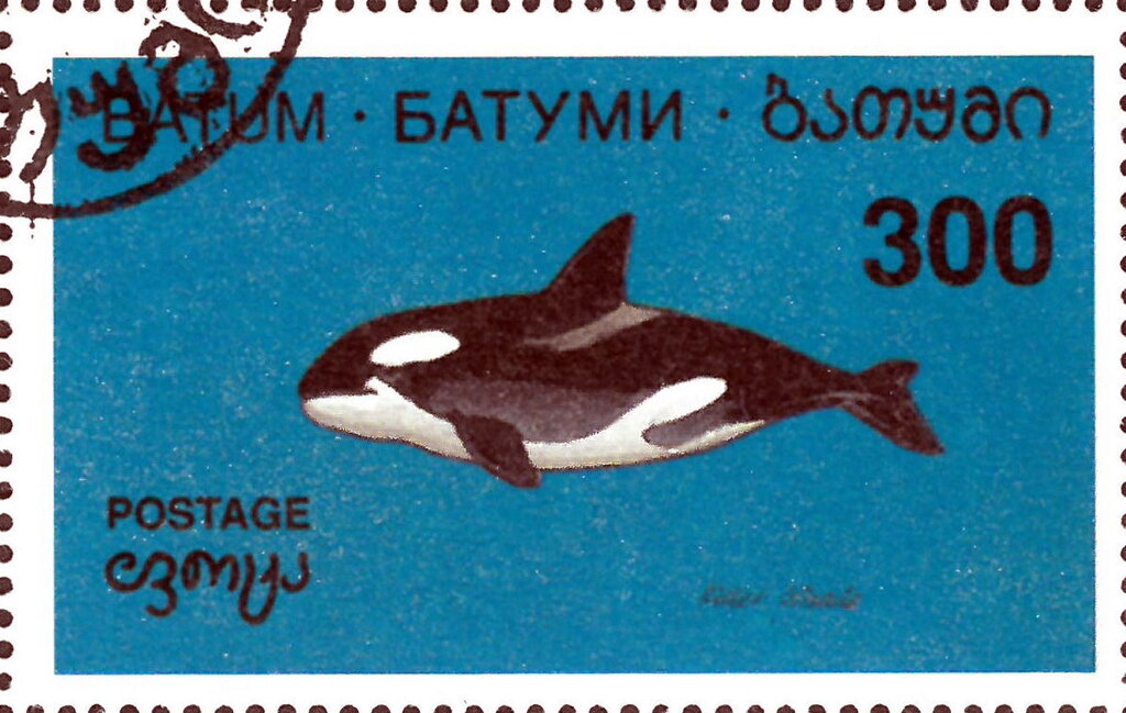 Marine mammal