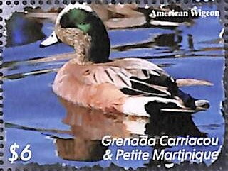 American Wigeon (Mareca americana)