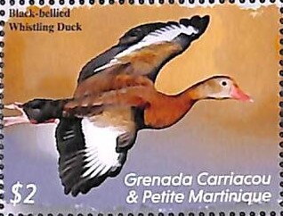 Black-bellied Whistling Duck