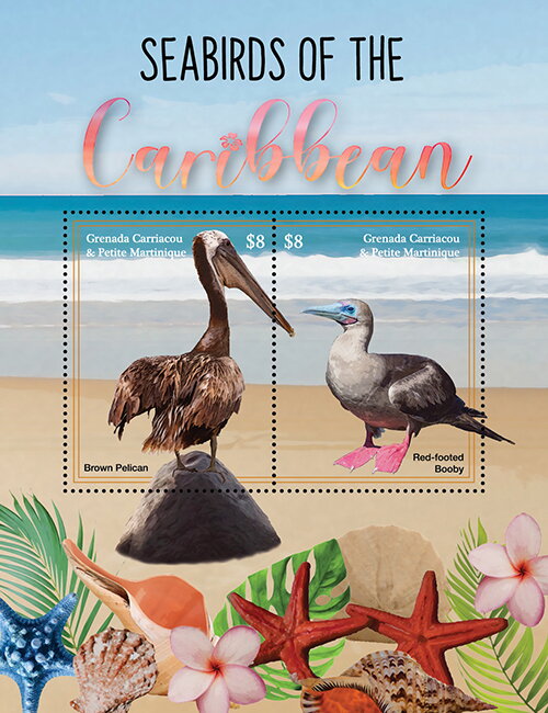 Brown Pelican - Red-footed Boody