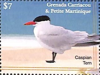 Caspian Tern (Hydroprogne caspia)