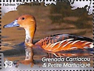 Fulvous Whistling Duck