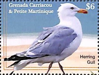 Stamp, Herring Gull (Larus argentatus), Grenada Carriacou & Petite Martinique,  , Animals (Fauna), Birds, Gulls