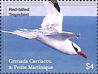 Red-billed Tropicbird (Phaethon aethereus)