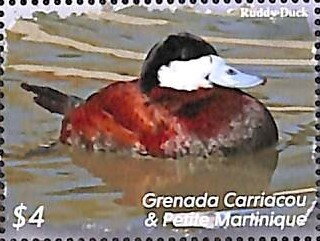 Ruddy Duck