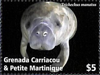 West Indian manatee (Trichechus manatus)