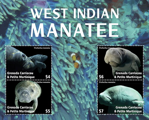 West Indian manatee (Trichechus manatus)