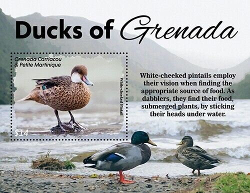 White-cheeked pintail (Anas bahamensis)