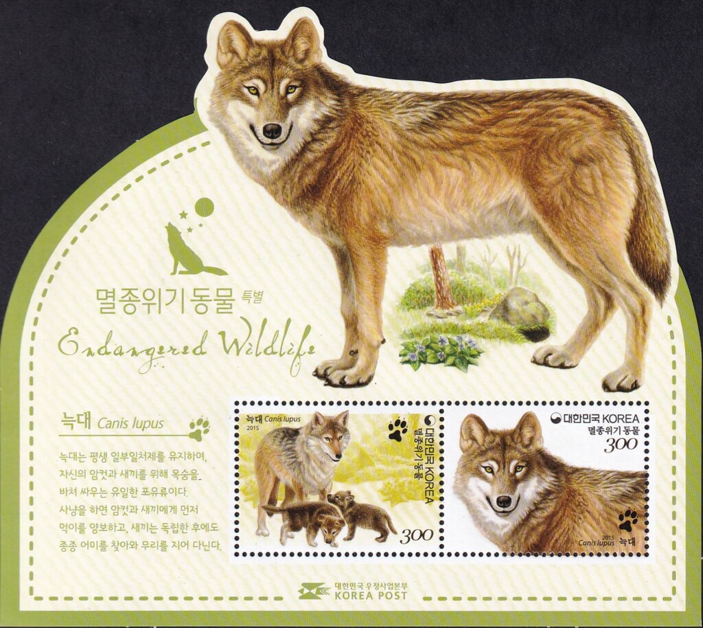 Wolf (Canis lupus)