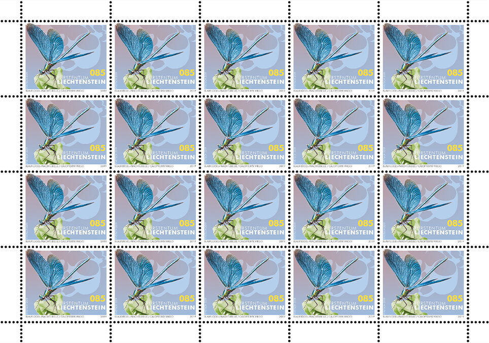 Beautiful Demoiselle (Calopteryx virgo)