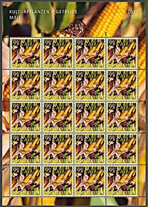 Full Pane, Corn (Zea mays), Liechtenstein,  , Cereals, Crops, Plants (Flora)