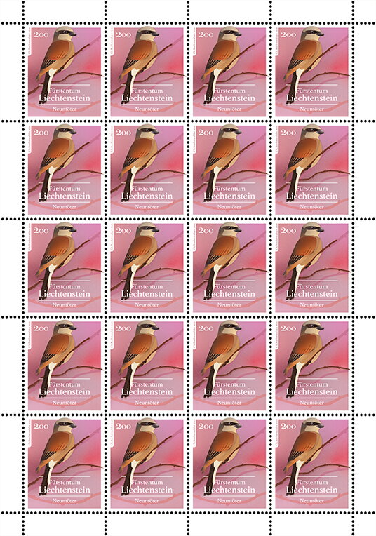 Red-Backed Shrike (Lanius collurio)