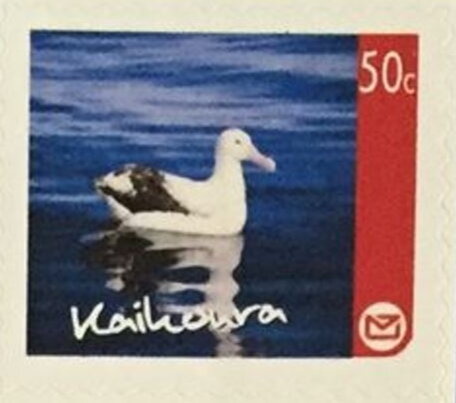 Kaikoura Regional Issue - Albatross