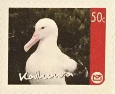Kaikoura Regional Issue - Albatross