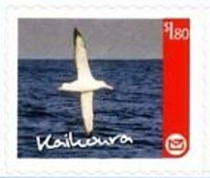 Kaikoura Regional Issue - Albatross