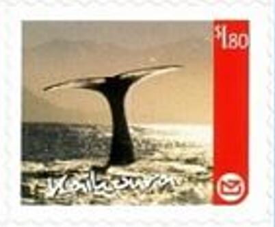Kaikoura Regional Issue - Whale Tail in Sunrise
