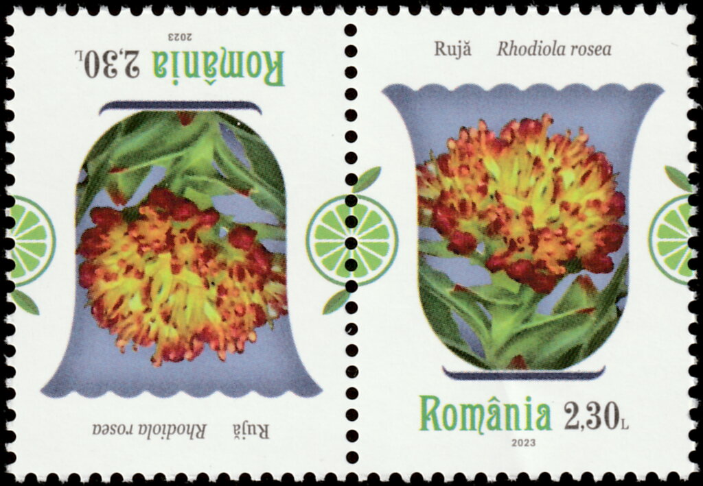 Arctic Root (Rhodiola rosea)