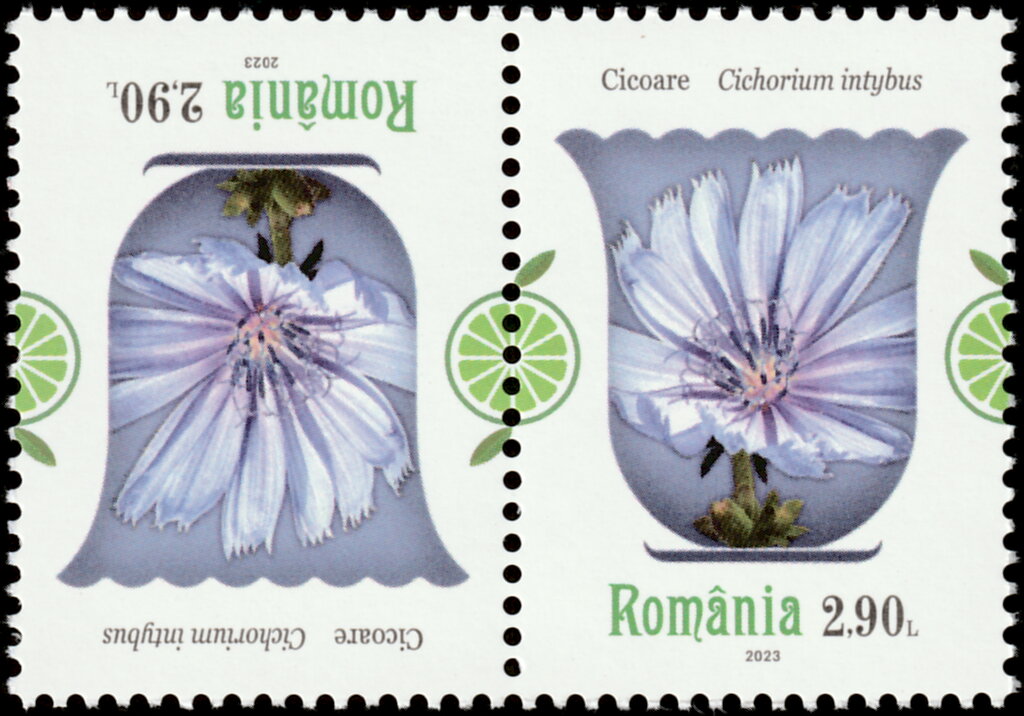 Chicory (Cichorium intybus)
