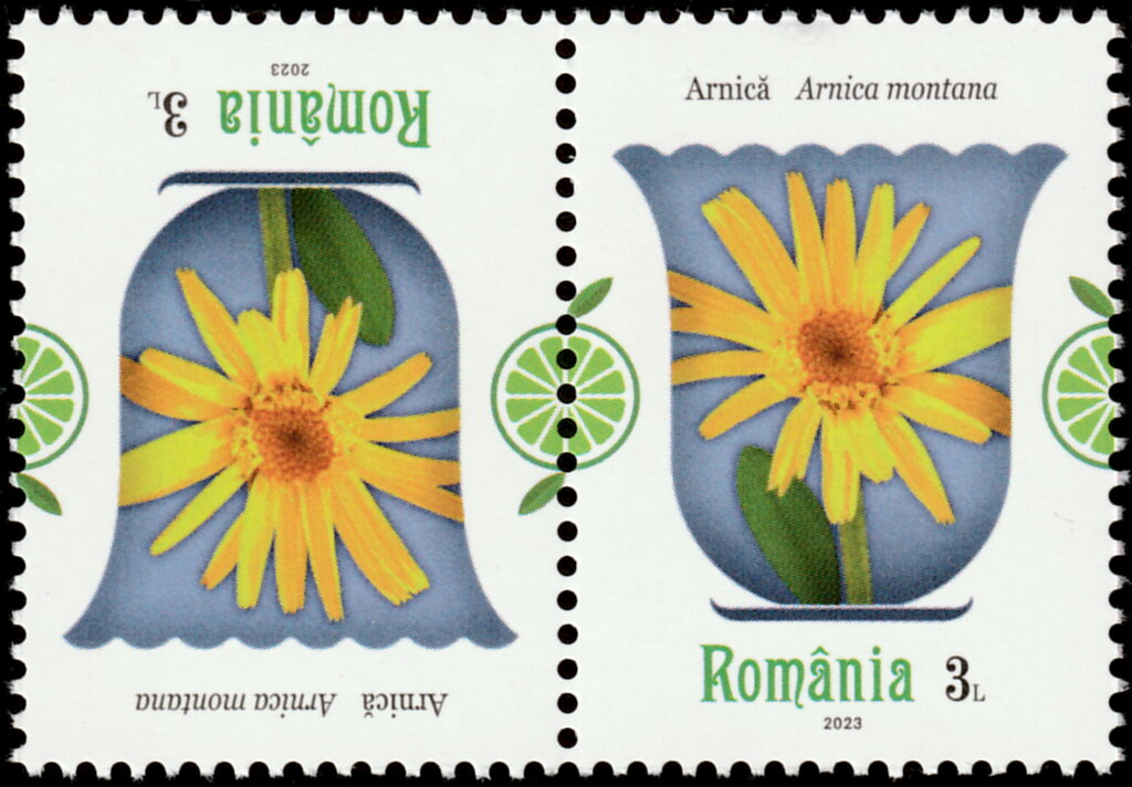 Chicory (Cichorium intybus)