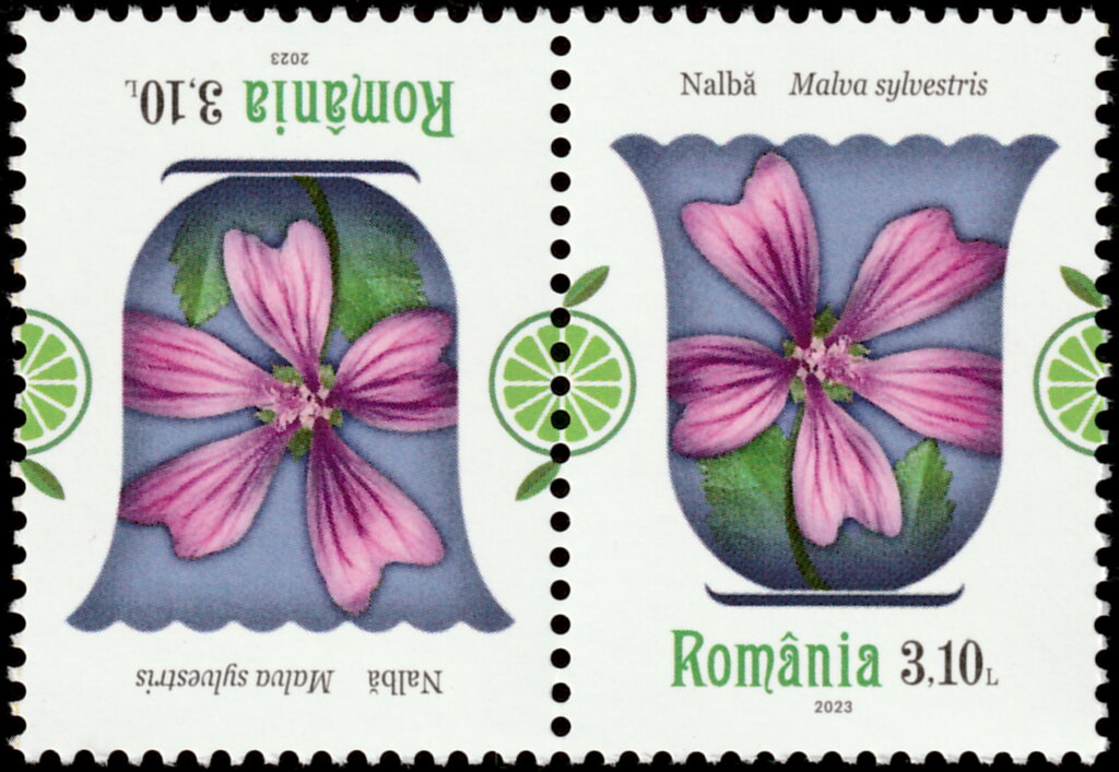 Common Mallow (Malva sylvestris)
