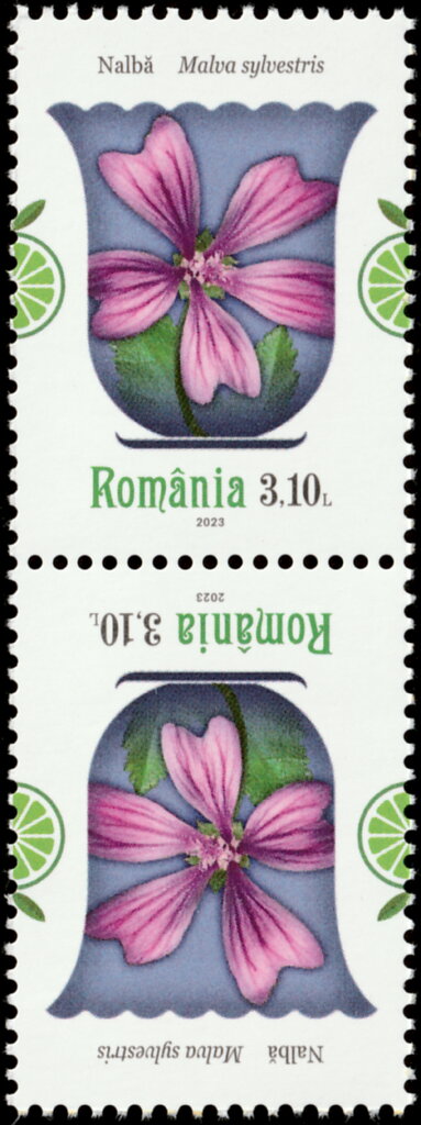 Common Mallow (Malva sylvestris)