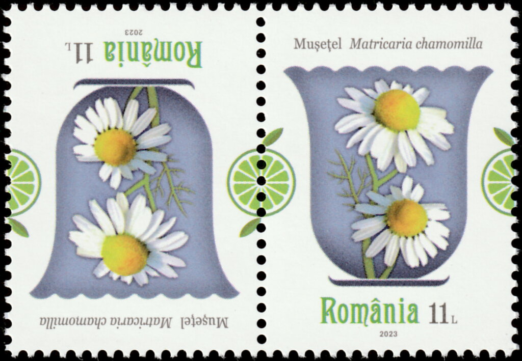 German Chamomile (Matricaria chamomilla)
