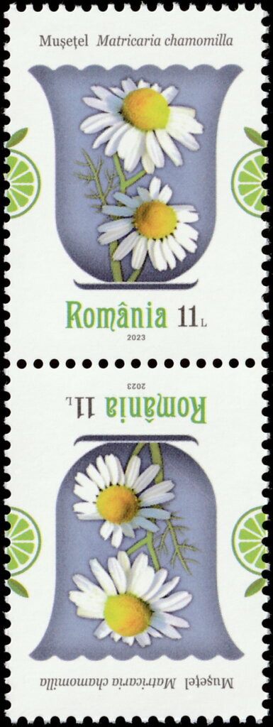 German Chamomile (Matricaria chamomilla)