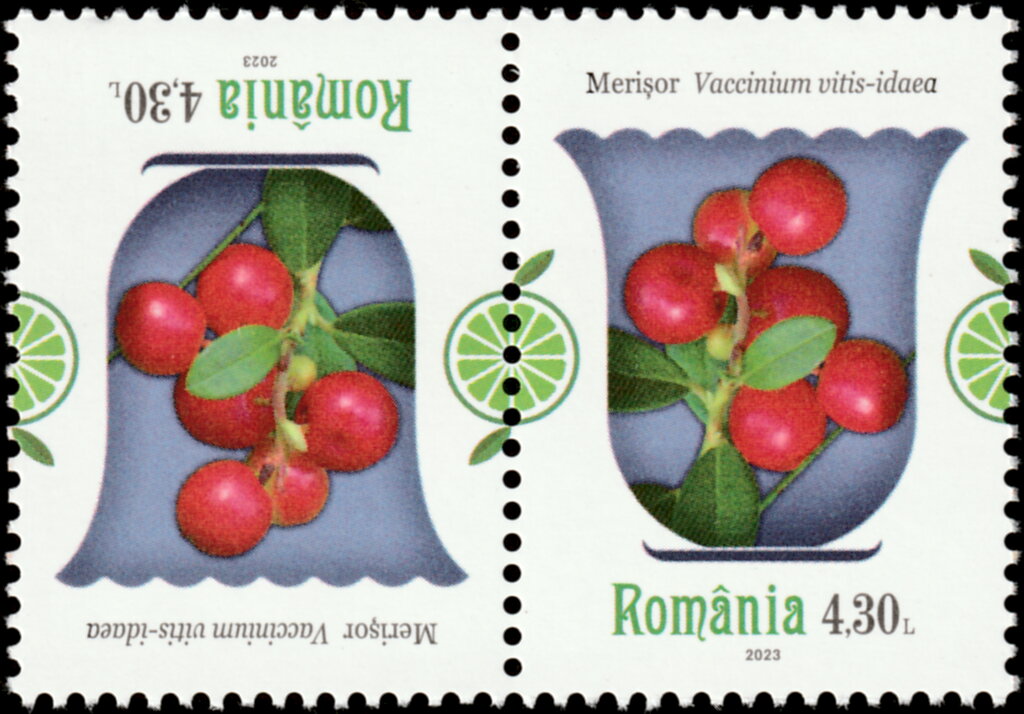 Lingonberry (Vaccinium vitis-idaea)