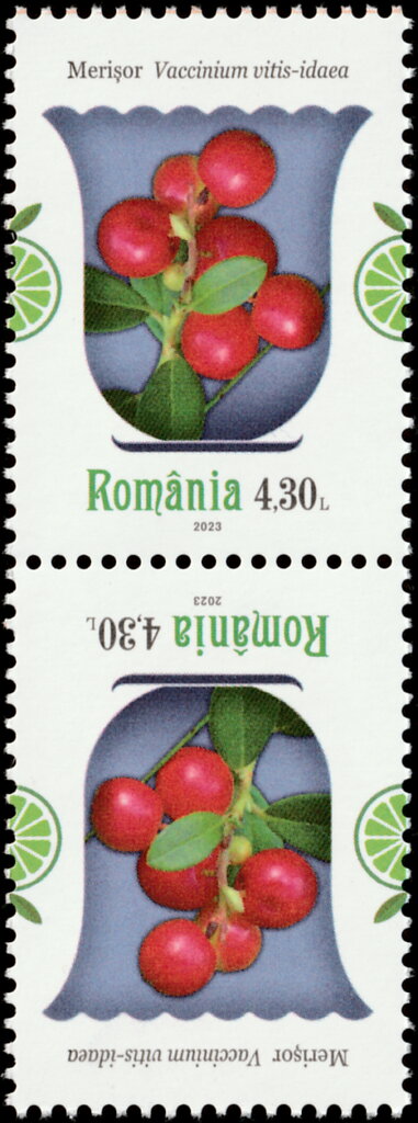 Lingonberry (Vaccinium vitis-idaea)