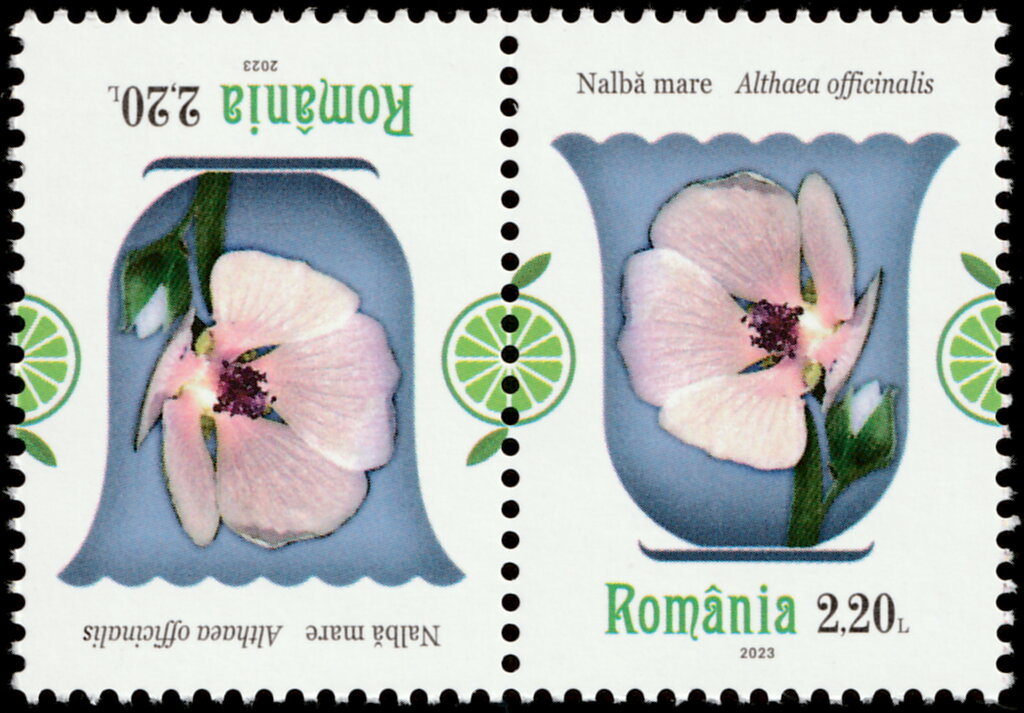 Marsh Mallow (Althaea officinalis)