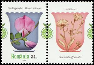 Stamp with Attached Label, Spiny Restharrow (Ononis spinosa), Romania,  , Flowers, Plants (Flora)