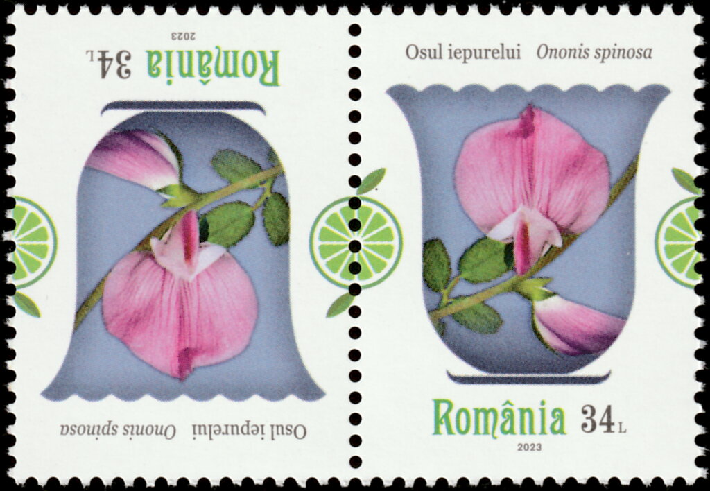Spiny Restharrow (Ononis spinosa)