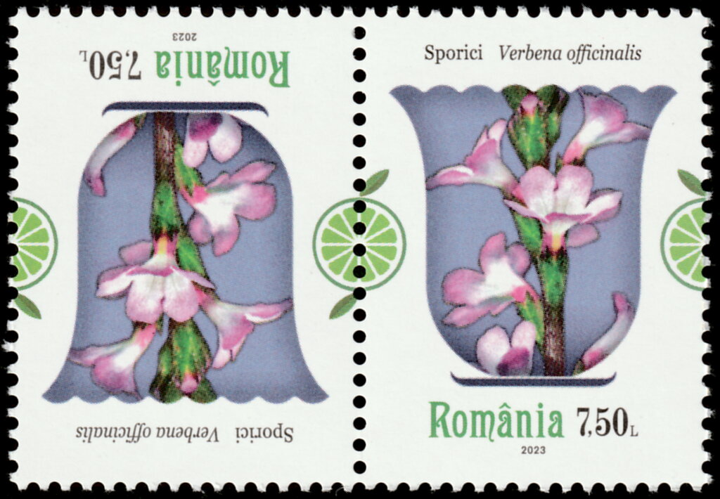 Verbena (Verbena officinalis)