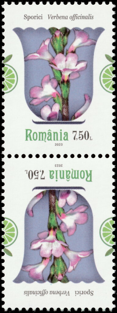 Verbena (Verbena officinalis)