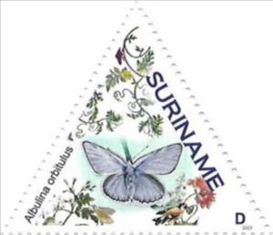Stamp, Albulina orbitulus, Suriname,  , Butterflies
