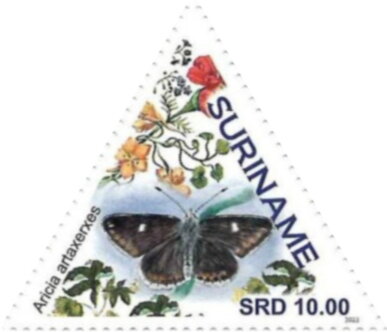 Aricia artaxerxes