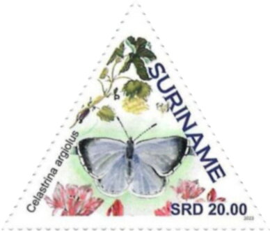 Celastrina argiolus