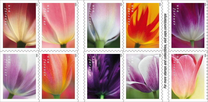 Tulip Blossoms