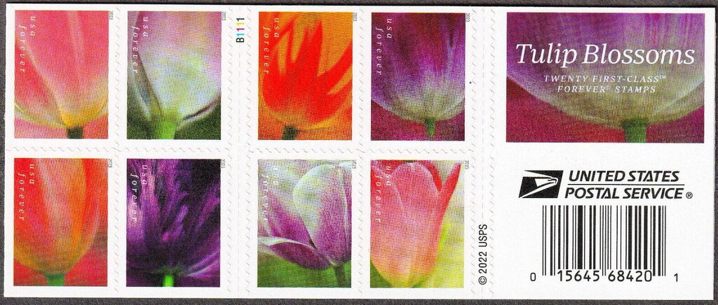 Tulip Blossoms