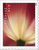 Tulip Blossoms