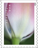 Tulip Blossoms