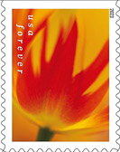 Tulip Blossoms