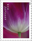 Stamp, Tulip Blossoms, United States of America,  , Flowers, Plants (Flora), Tulips