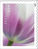 Tulip Blossoms