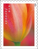 Tulip Blossoms