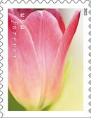 Tulip Blossoms