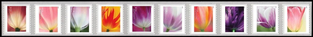 Tulip Blossoms